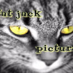 Fat Jack Pictures